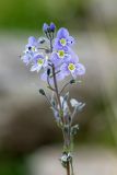 Veronica gentianoides