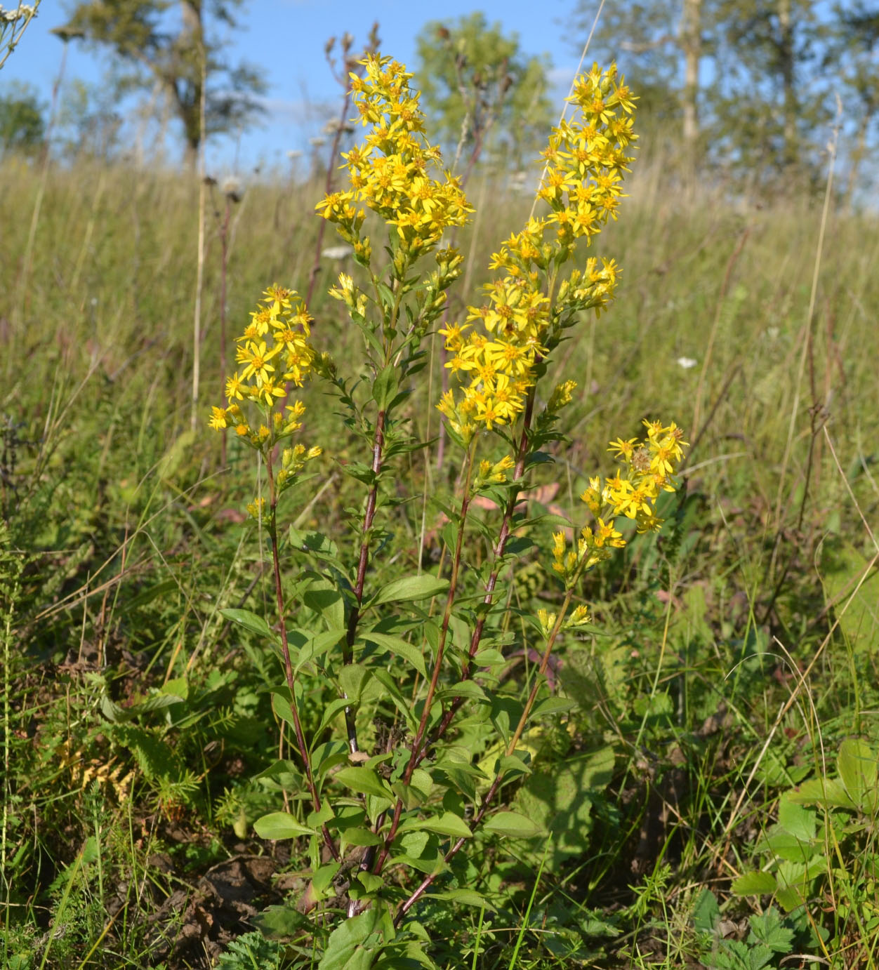 Изображение особи Solidago virgaurea.