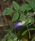 Clitoria ternatea. Верхушка побега с цветком. Танзания, автономия Занзибар, о-в Унгуджа, Central South Region, курорт Kiwengwa, территория гостиницы. 28.10.2018.