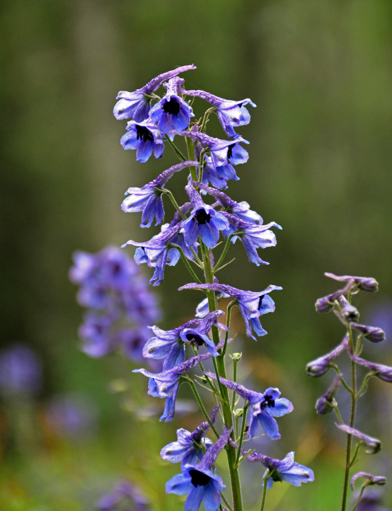 Image of Delphinium elatum specimen.