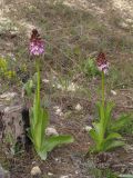 Orchis purpurea