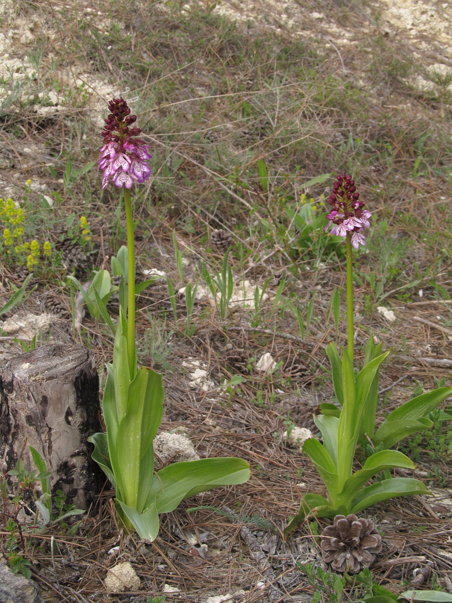 Изображение особи Orchis purpurea.