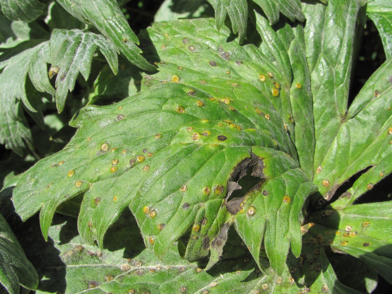 Image of Aconitum orientale specimen.