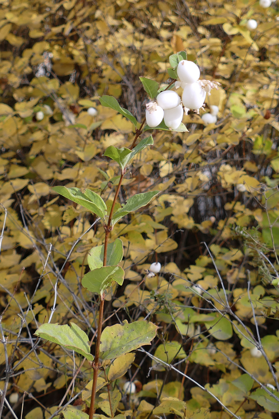 Image of Symphoricarpos albus var. laevigatus specimen.