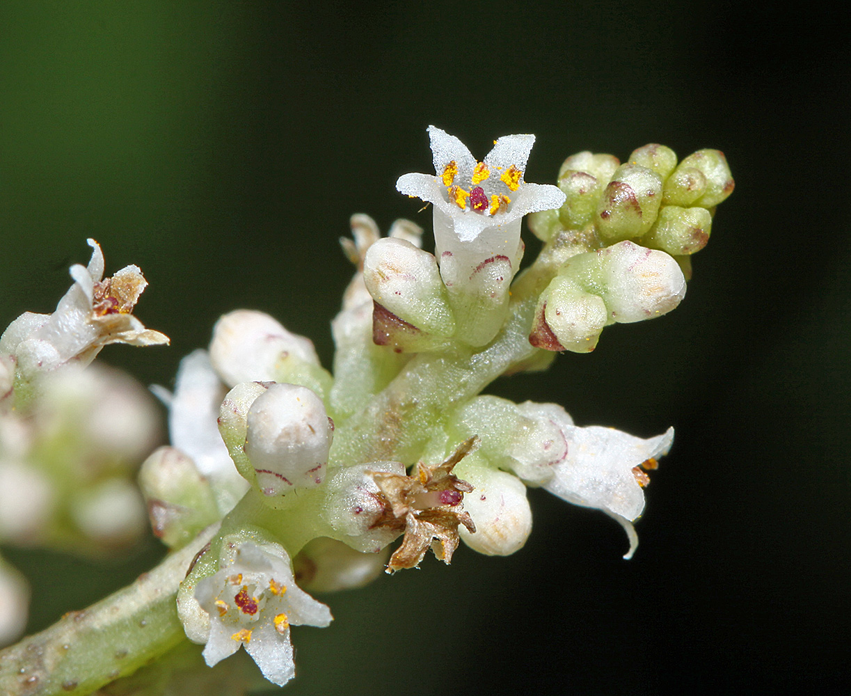 Image of Cuscuta japonica specimen.