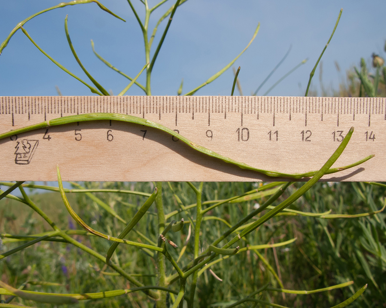 Image of Hesperis tristis specimen.