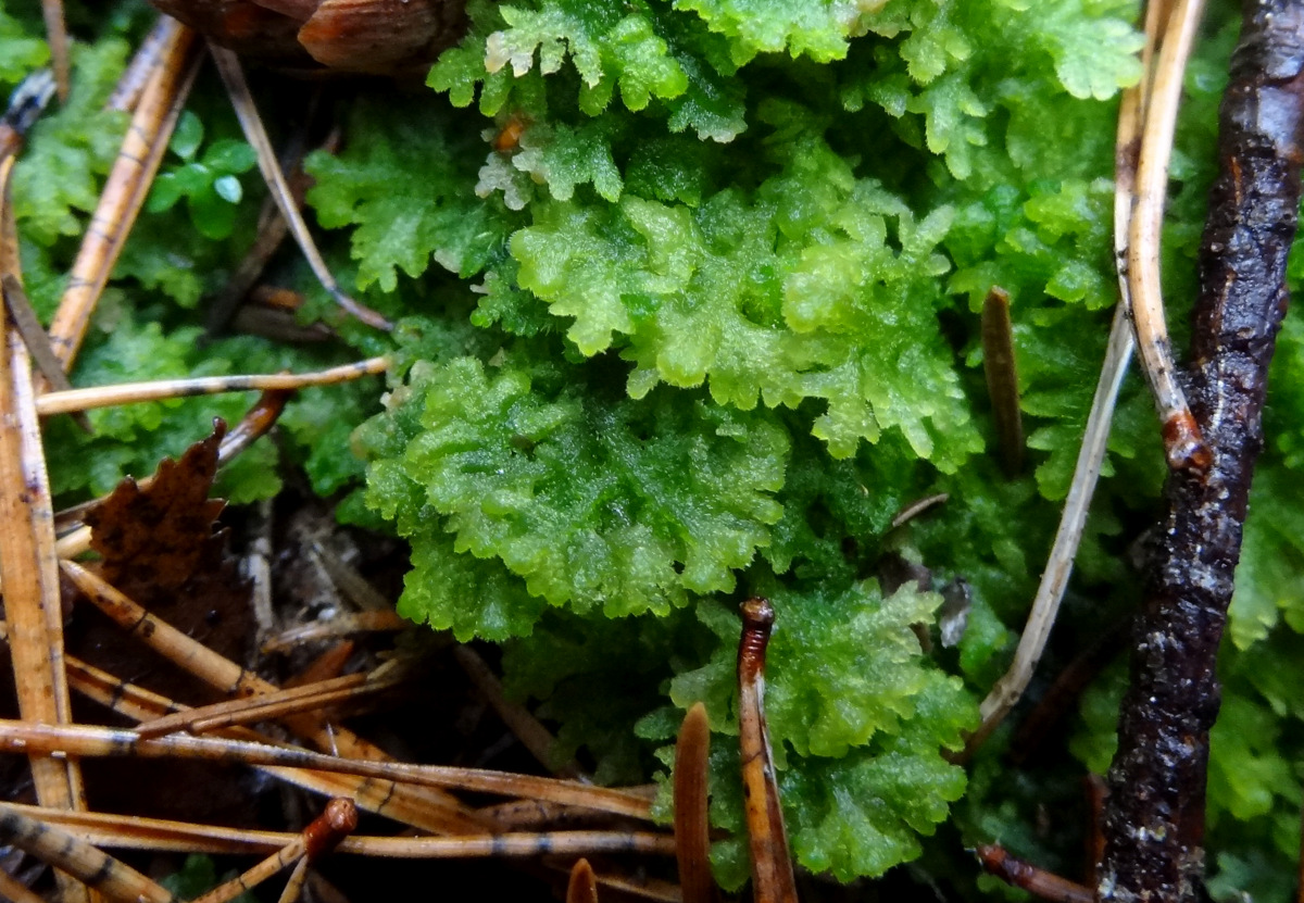 Image of Trichocolea tomentella specimen.