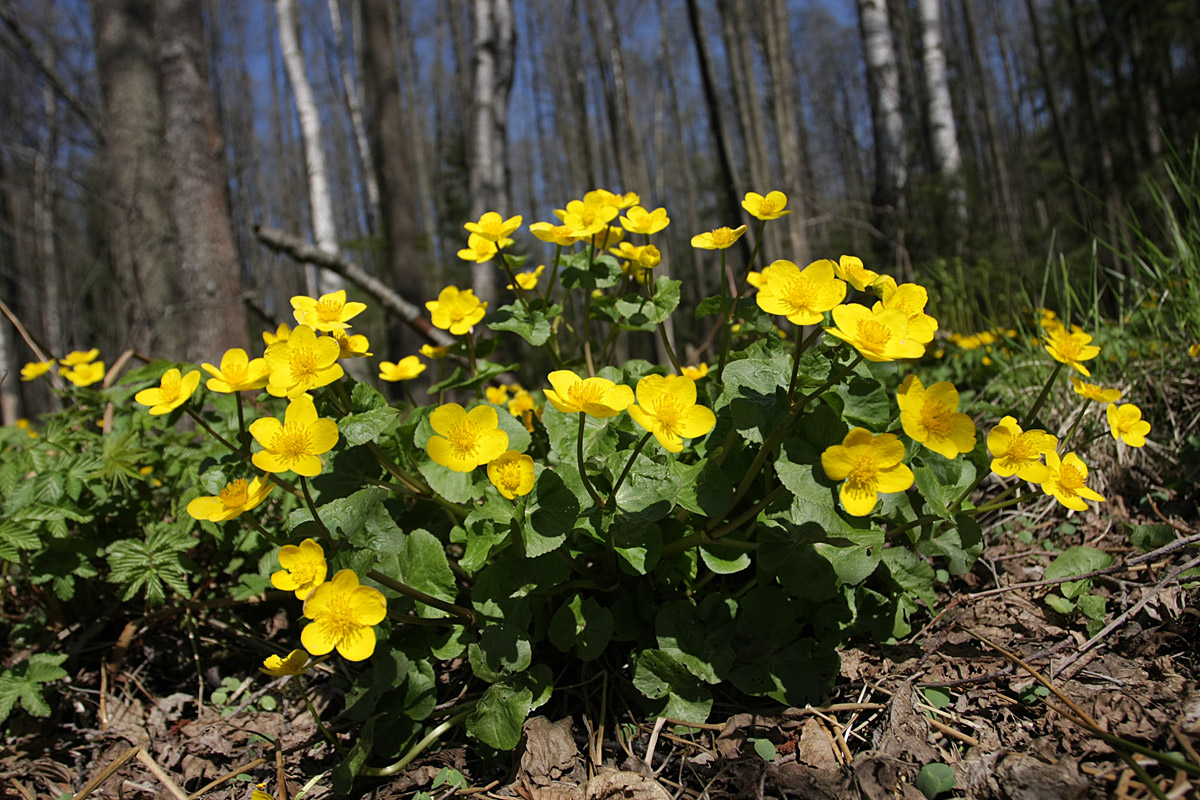 Image of Caltha palustris specimen.