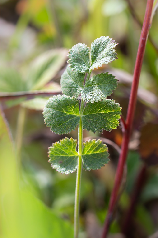 Изображение особи Pimpinella nigra.