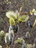 Salix caprea