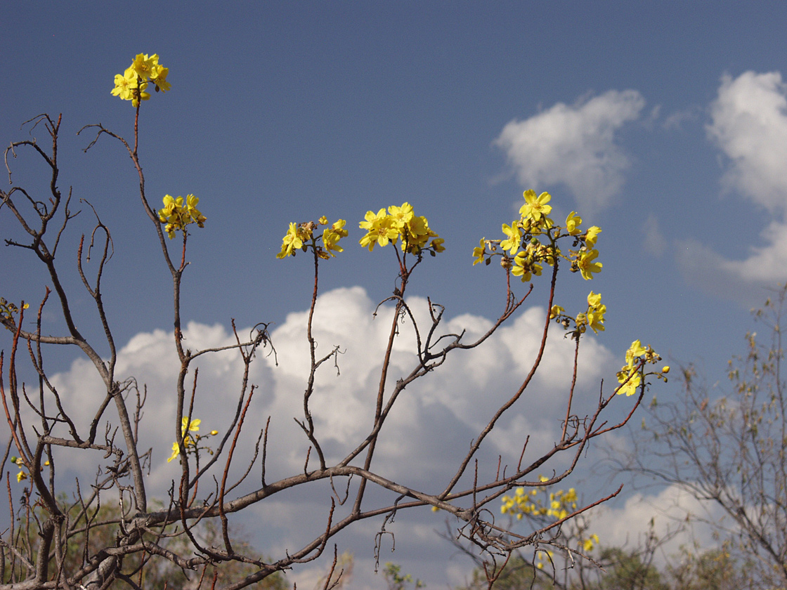 Image of Cochlospermum gillivraei ssp. gregorii specimen.