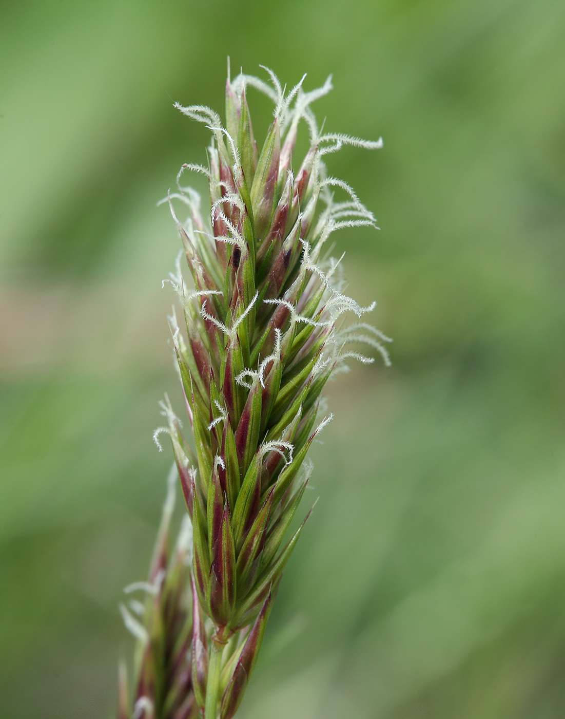 Изображение особи Anthoxanthum odoratum.