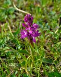 Dactylorhiza salina. Цветущее растение. Алтай, Кош-Агачский р-н, долина р. Чаган-Узун, ≈ 1700 м н.у.м., пойменная терраса. 13.06.2019.