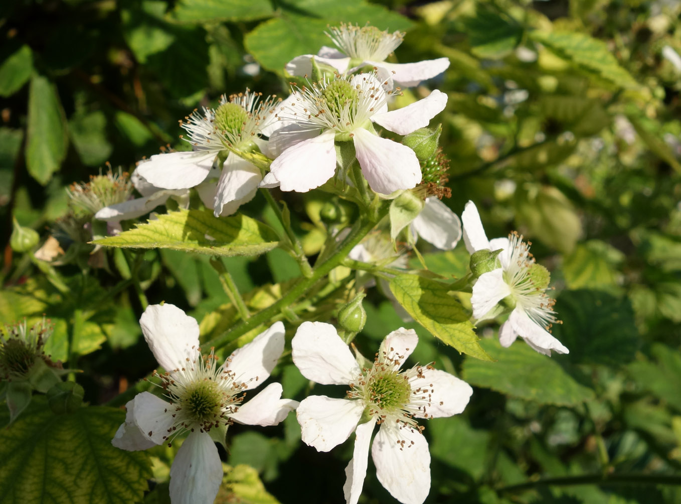 Image of Rubus praecox specimen.