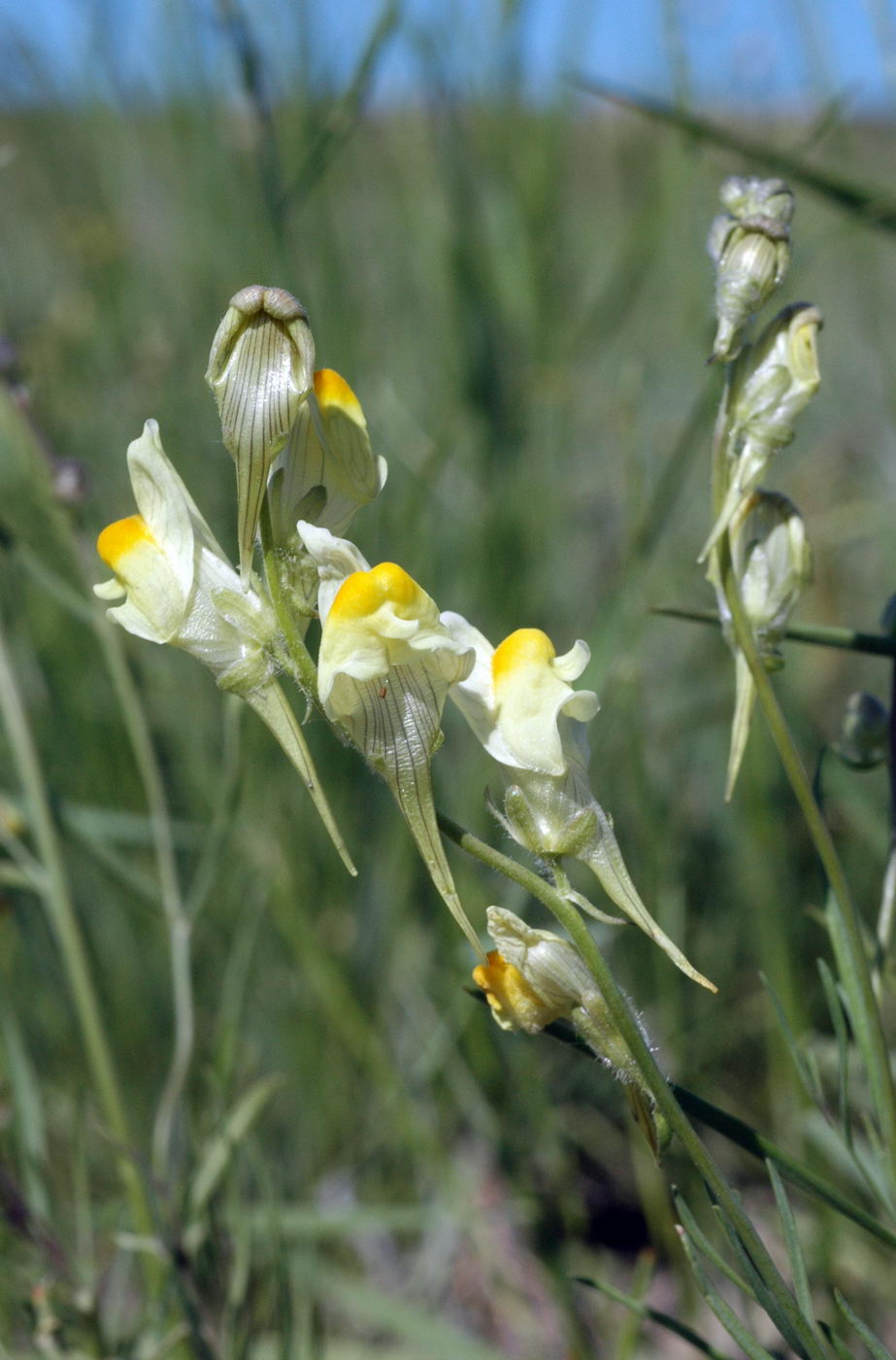 Изображение особи Linaria incompleta.