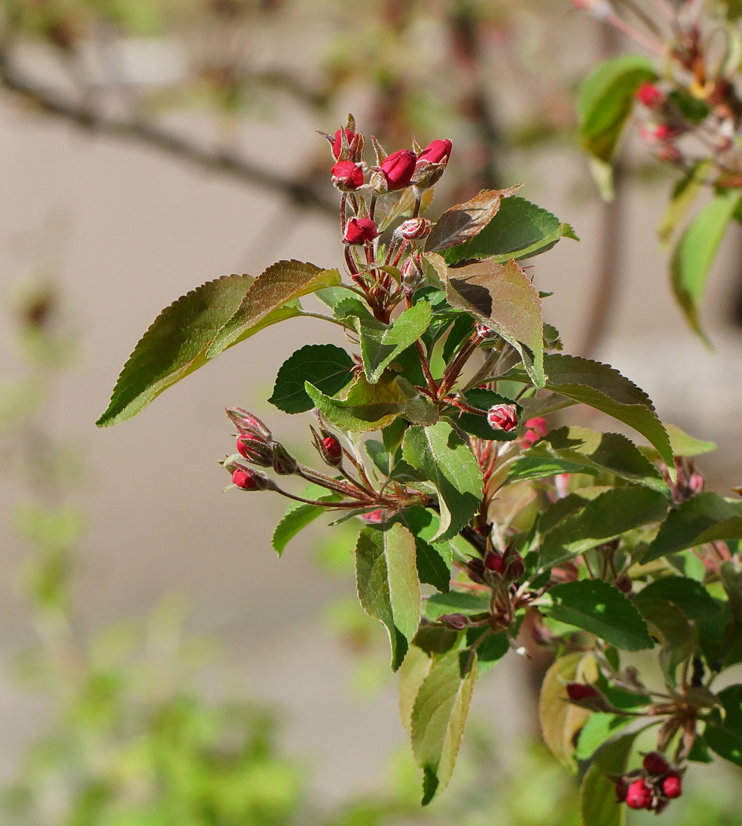 Image of Malus &times; purpurea specimen.