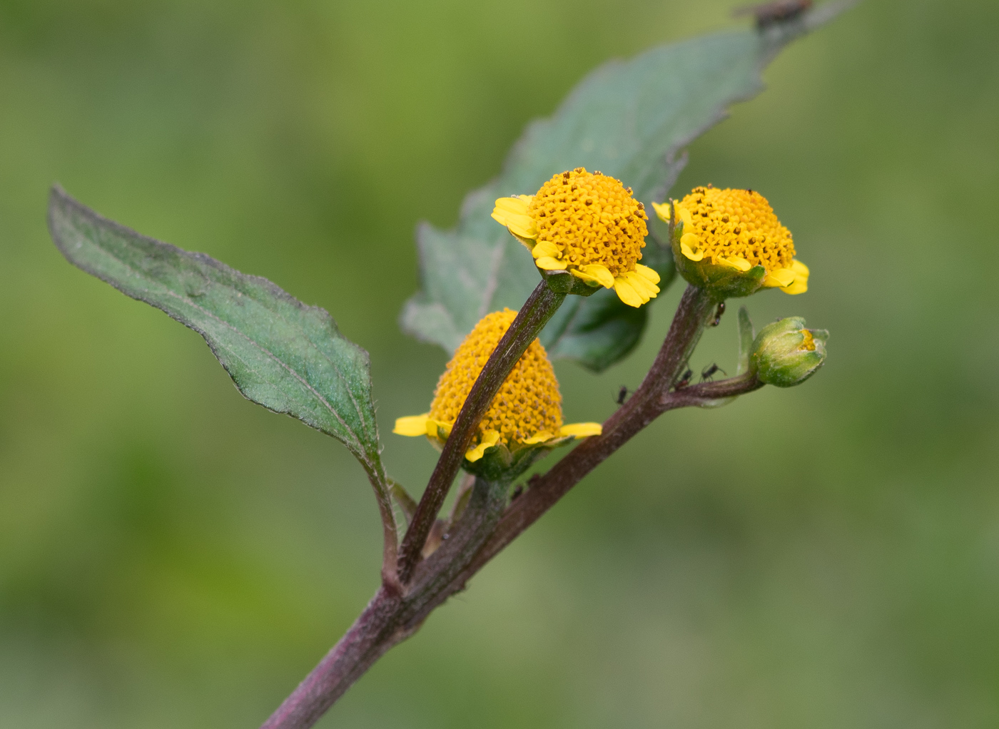 Image of Acmella ciliata specimen.