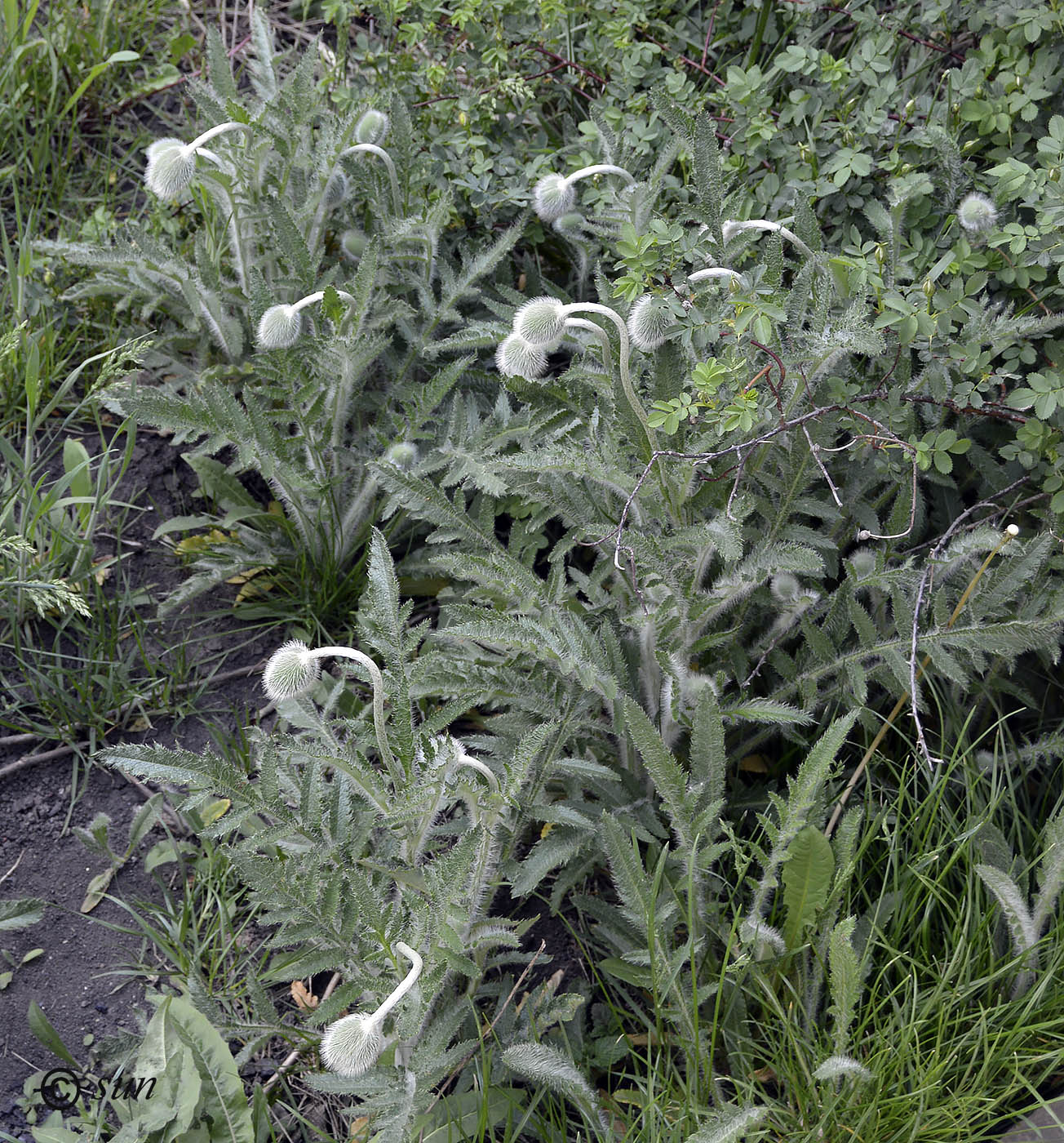 Изображение особи Papaver orientale.