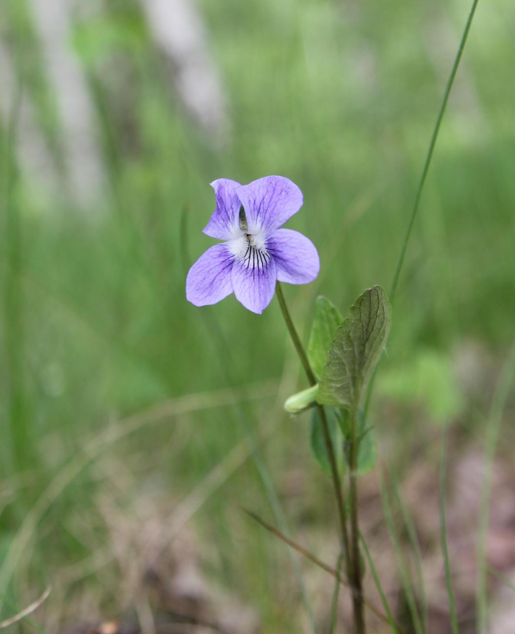 Image of Viola canina specimen.