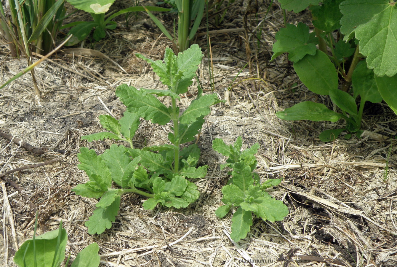 Изображение особи Teucrium scordioides.