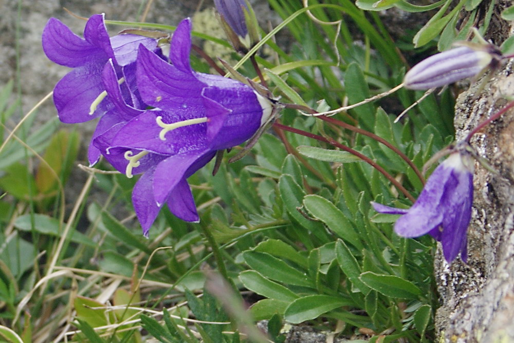 Image of Campanula saxifraga specimen.