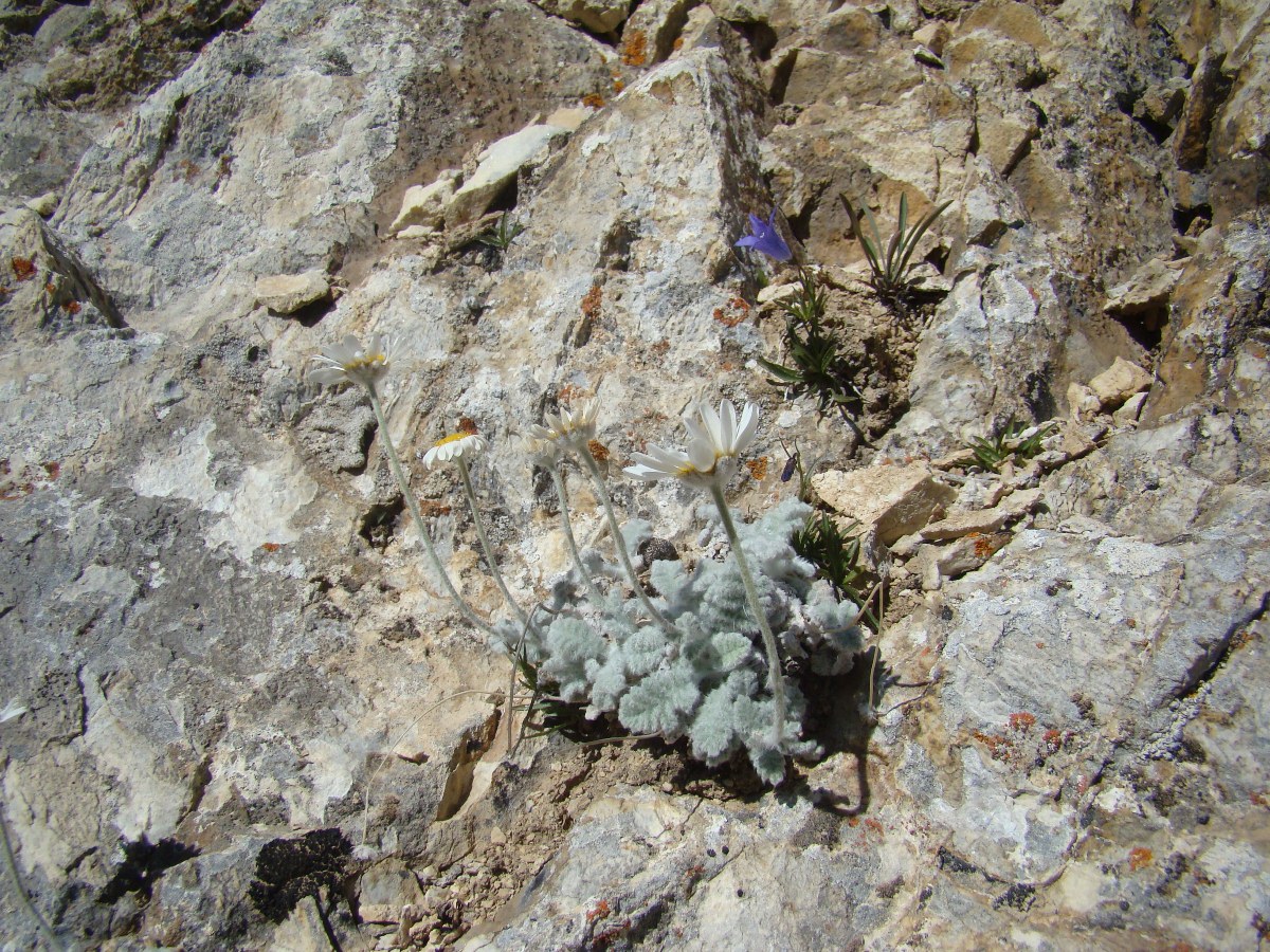 Image of Richteria sovetkinae specimen.