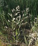 Lepidium latifolium