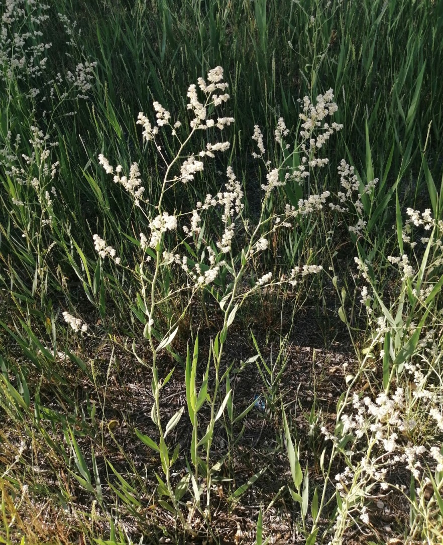 Image of Lepidium latifolium specimen.