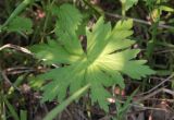 Geranium palustre