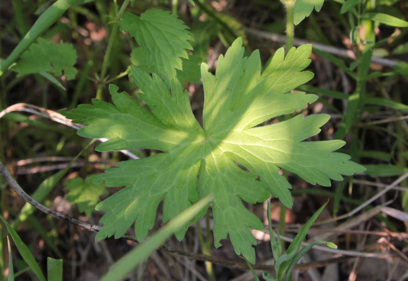 Изображение особи Geranium palustre.