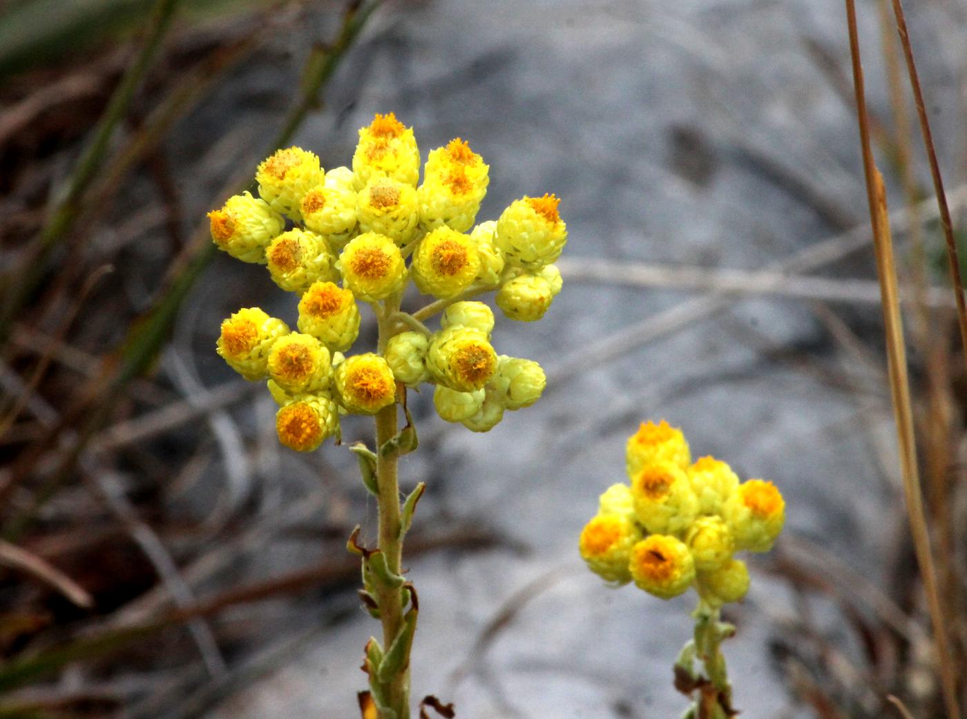 Image of Helichrysum maracandicum specimen.