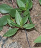 Talinum caffrum