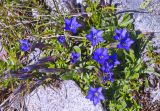 Gentiana dshimilensis