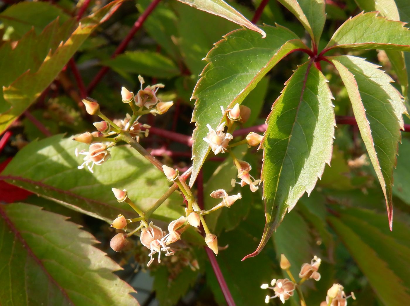 Изображение особи Parthenocissus inserta.