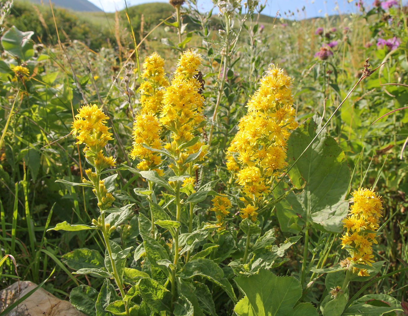 Image of Solidago virgaurea ssp. caucasica specimen.