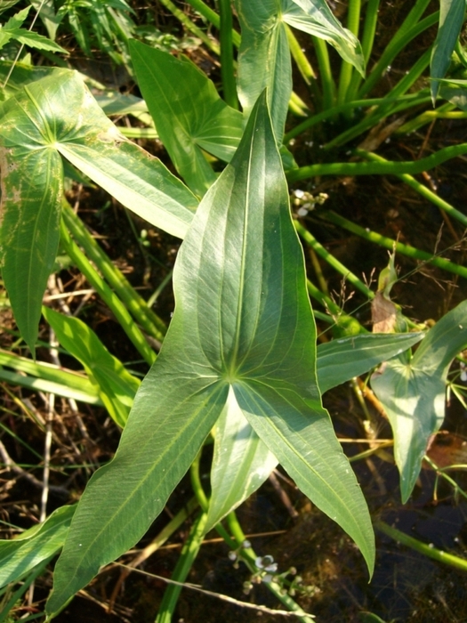 Изображение особи Sagittaria sagittifolia.