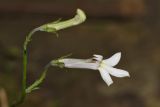 Lobelia vanreenensis