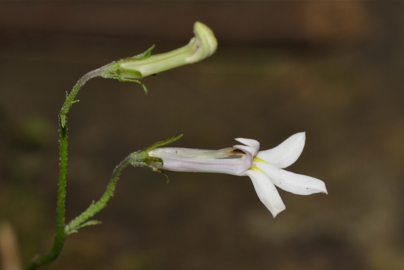 Изображение особи Lobelia vanreenensis.