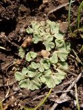 genus Riccia. Вегетирующее растение. Украина, г. Запорожье, о-в Хортица, северная часть острова. 18.10.2020.