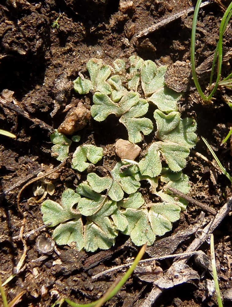 Image of genus Riccia specimen.