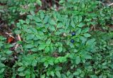 Vaccinium myrtillus