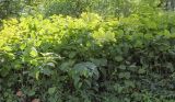Reynoutria japonica