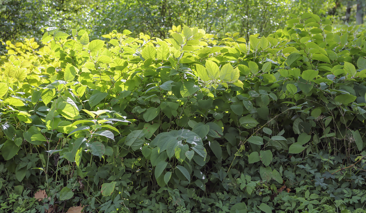 Изображение особи Reynoutria japonica.