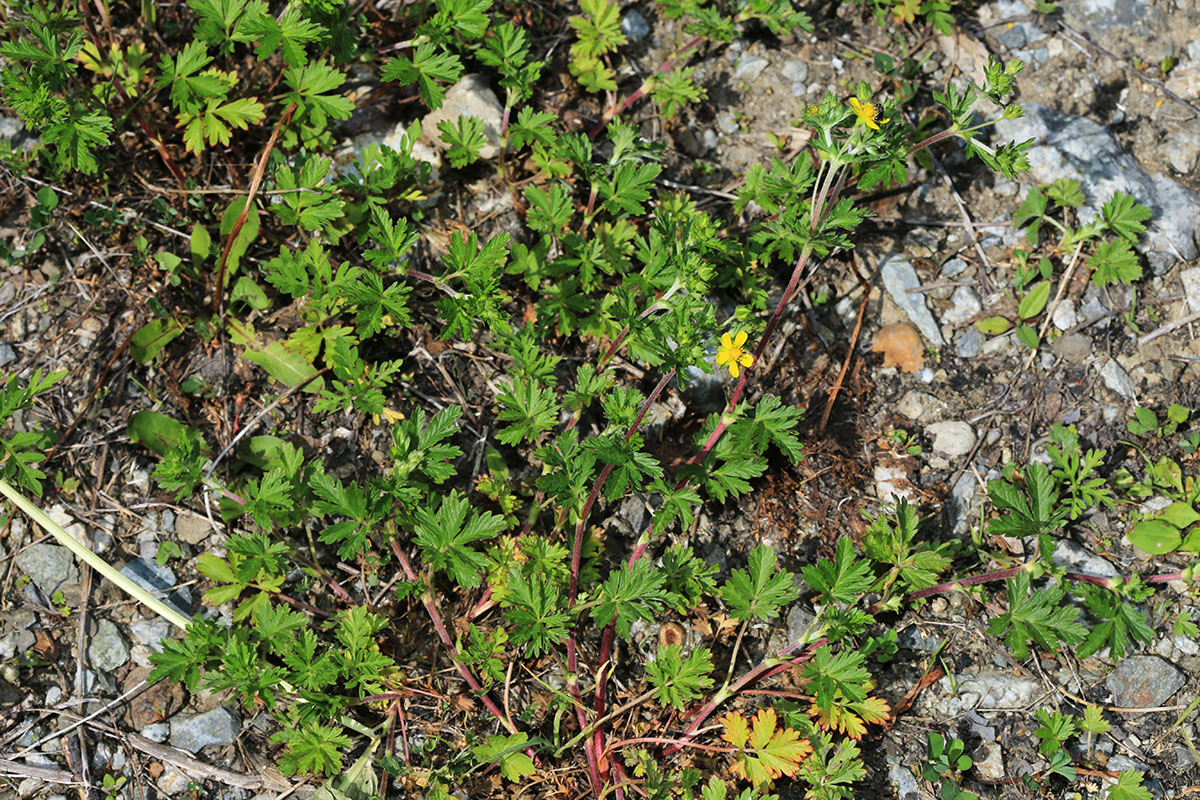 Image of Potentilla tobolensis specimen.