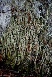 Cladonia cenotea