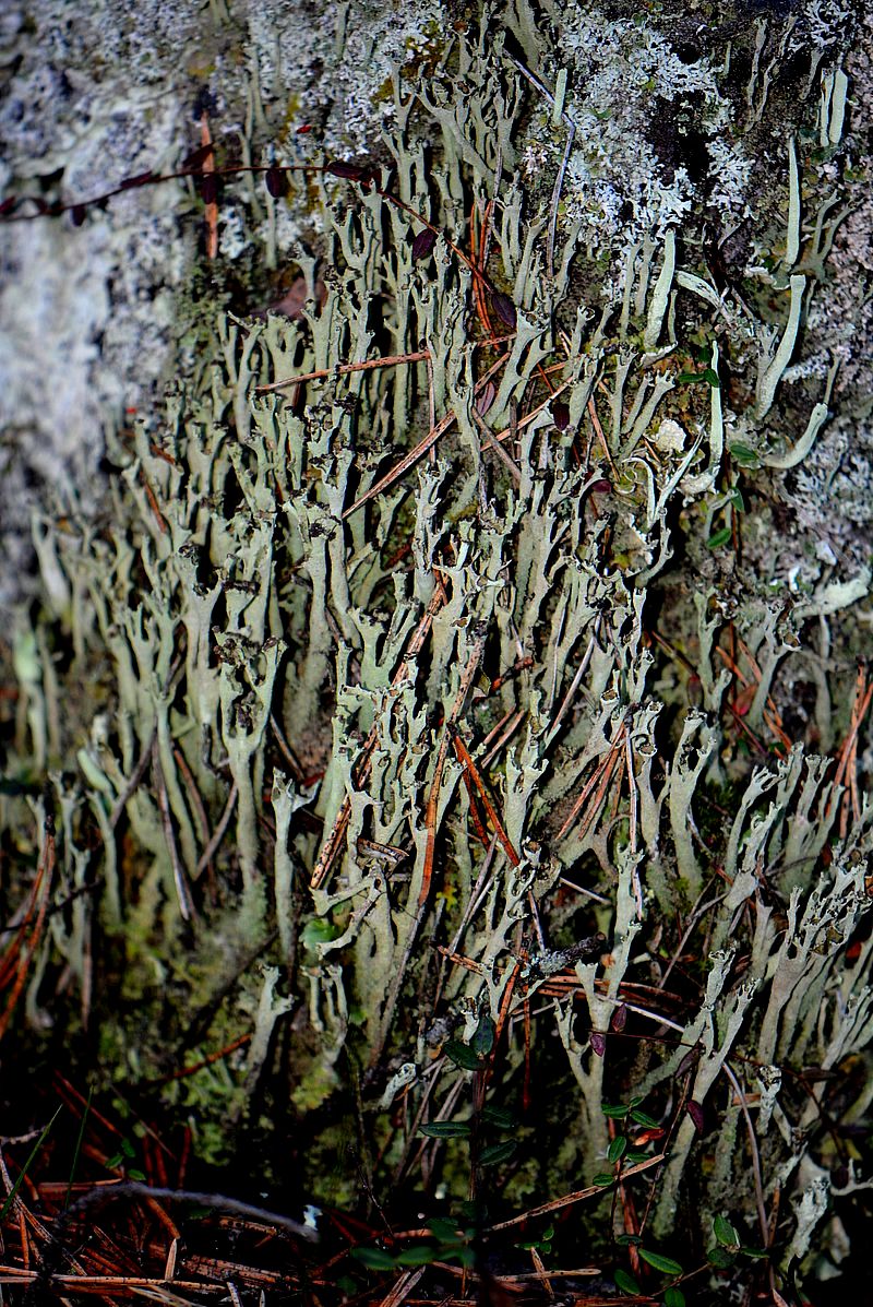 Image of Cladonia cenotea specimen.