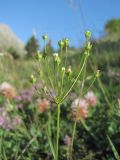 Androsace septentrionalis
