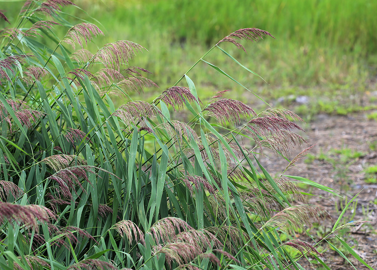 Изображение особи Phragmites australis.