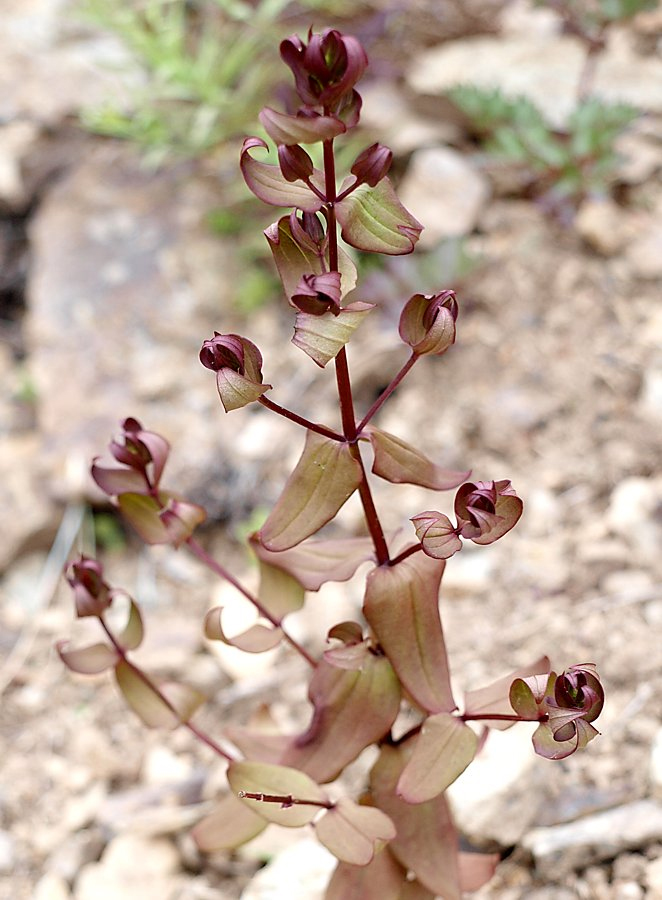 Image of Ophelia wilfordii specimen.