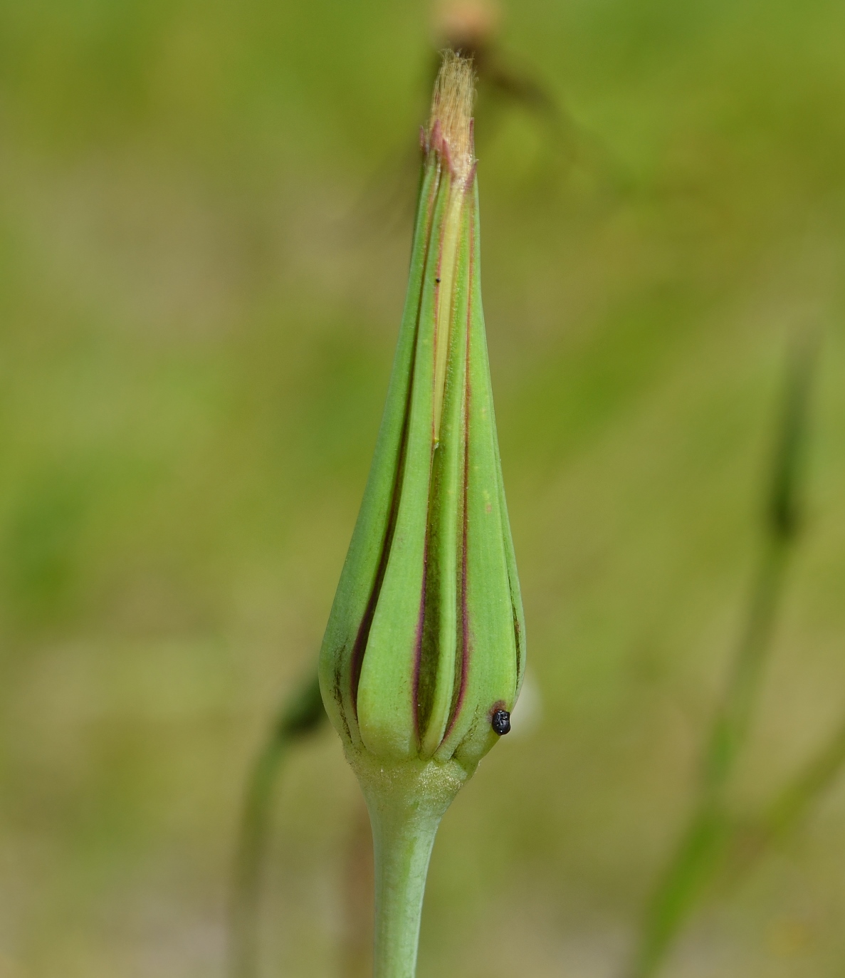 Изображение особи род Tragopogon.